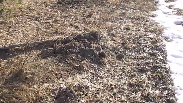 Охота.Следы кабана. Прогулка по весеннему лесу. Traces. Walk through the spring forestлес смотреть онлайн