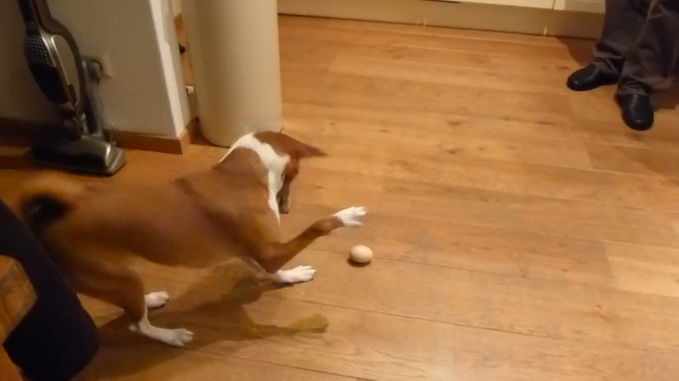 Пёс и яйцо смотреть онлайн