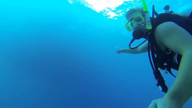 Diving in the Great Barrier Reef смотреть онлайн
