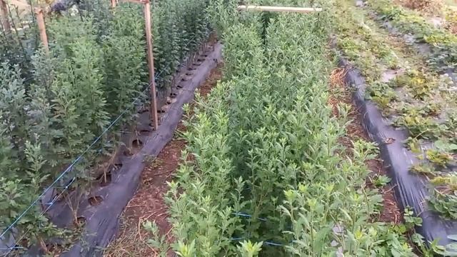 Продаем букеты сухоцветов. Рассада ЗКС веточной хризантемы. смотреть онлайн