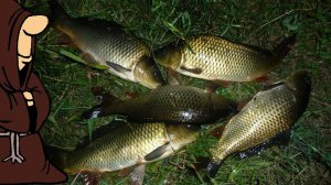 Карпы клюют как бешеные на нут приготовленный в Автоклаве. Ловля Карпа, Сазана на нут