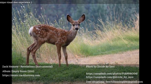 Deer Radio 24/7: find your favorite music while having unique audio visual deer experience! смотреть онлайн