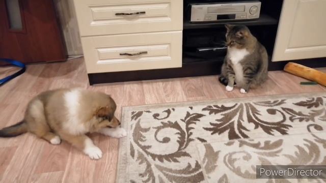 Кот или Кошка? Как различаются имена у кошек ?? смотреть онлайн