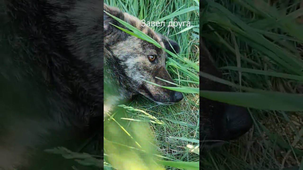 познакомился с классной собакой в деревне. #собака #друг #домвдеревне #щенок