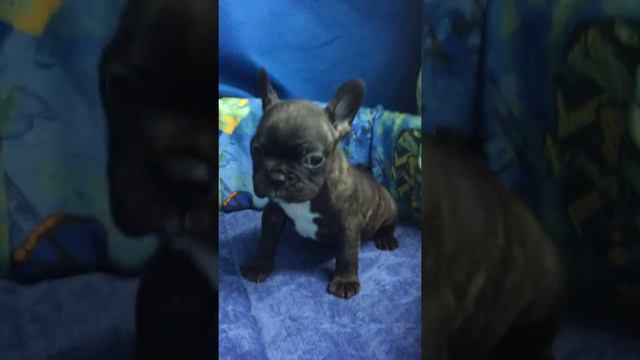 Мальчик французского бульдога смотреть онлайн