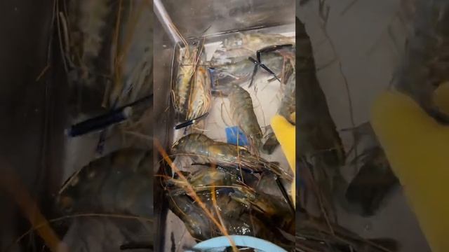 Большие креветки смотреть онлайн