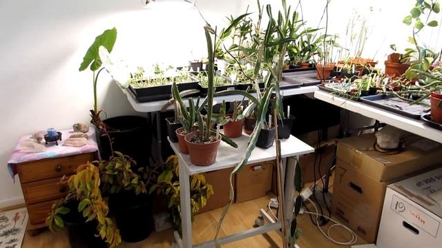Wintering Cactus Plants Vlog 2 | Hylocereus | Selenicereus | Peniocereus | Dragon Fruit Cactus смотреть онлайн