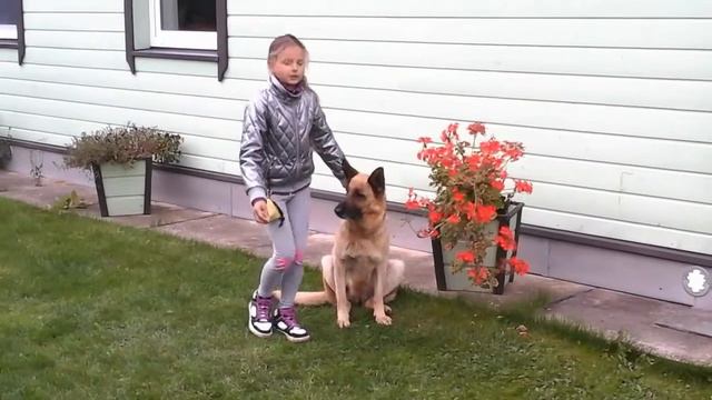 Как научить собаку команде "лежать" смотреть онлайн