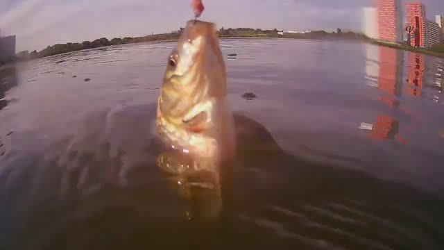 Москва, Некрасовка, озеро Бедринское (Чёрное). Ловля КАРАСЯ на Боковой Кивок, Рыбалка, Fishing смотреть онлайн