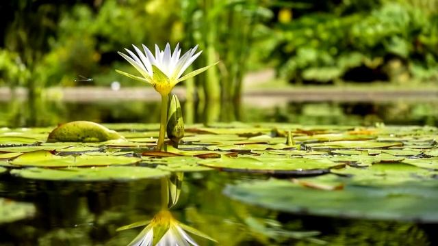 Эго. Как подавить Эго. Как избавиться от Эго. смотреть онлайн