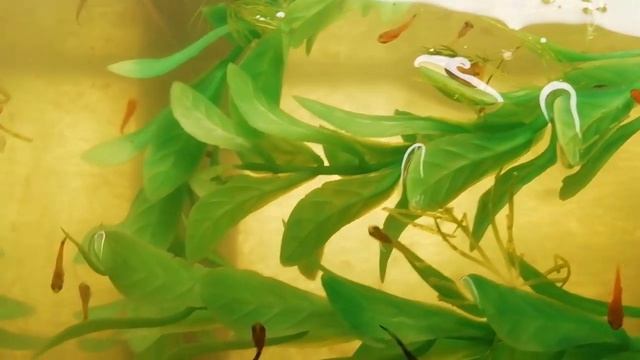 ?МАЛЬКИ МЕЧЕНОСЦЕВ ? смотреть онлайн