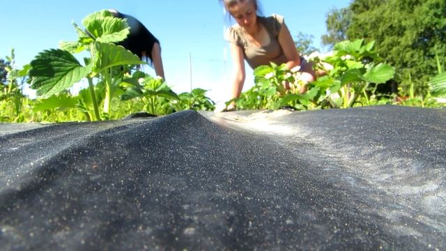 Финляндия, прополка клубники. смотреть онлайн