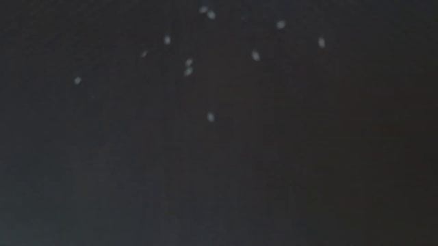 Как выглядят личинки(яица) клопов. Как убить личинки клопов смотреть онлайн