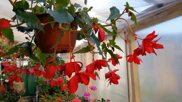 Чуть-чуть о бегонии... смотреть онлайн