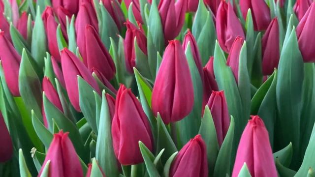 Сорт First Star. Выгонка тюльпанов смотреть онлайн