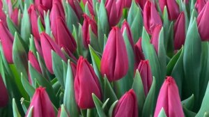 Сорт First Star. Выгонка тюльпанов