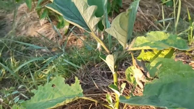 Рассвет на даче после дождей.Красиво цветет ипомея)) смотреть онлайн