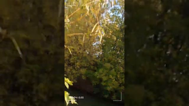 Шарпей Ной прогулка на речку. смотреть онлайн