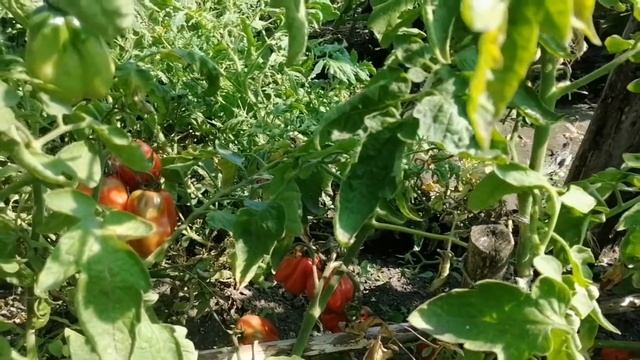 Сорт томата Этуаль смотреть онлайн