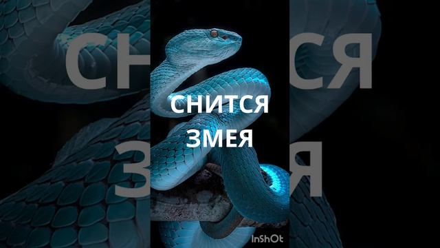 ЗМЕЯ - ЕСЛИ ВАМ СНИТСЯ. ИНГА ХОСРОЕВА. ВЕДЬМИНА ИЗБА. смотреть онлайн