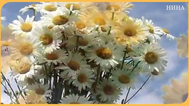 РОМАШКА смотреть онлайн