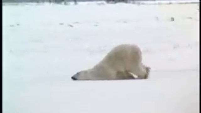 медведь смотреть онлайн