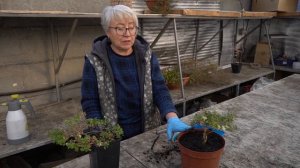 ПРОСТОЙ СПОСОБ СОХРАНИТЬ ДО ВЕСНЫ ПЕТУНИИ И ДРУГИЕ ЦВЕТЫ