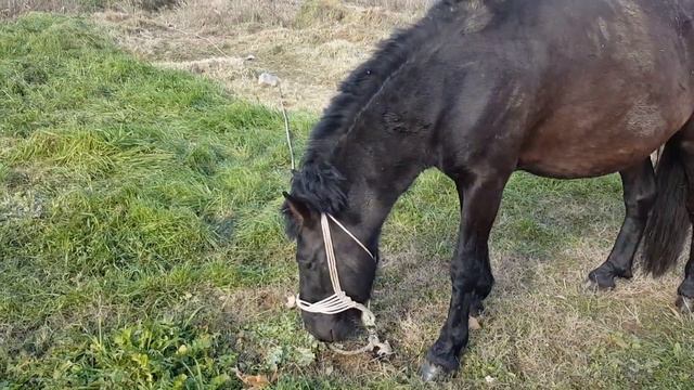 Кому я посоветую завести ЛОШАДЬ смотреть онлайн