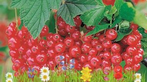 Смородина красная Рондом ? Обзор: посадка и уход. саженцы смородины Рондом: описание и особенности