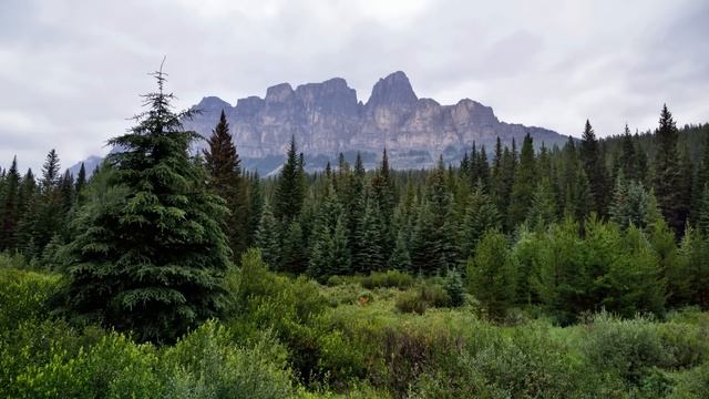История о любви. Аудиорассказ история из жизни. Два одиноких сердца. смотреть онлайн
