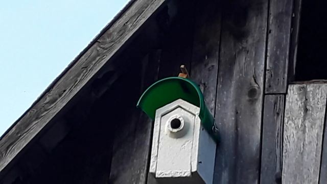 Синичник из деревобетона(опилки с цементом). смотреть онлайн