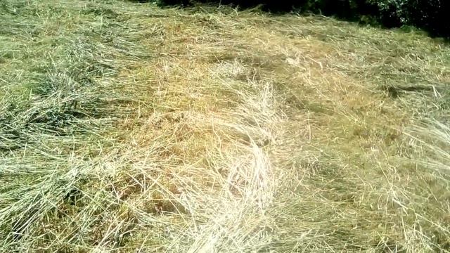 когда  начинать  сенокос