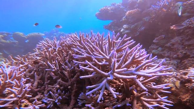 Let's Travel - The Great Barrier Reef Australia 2021 смотреть онлайн