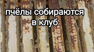 Октябрь на пасеке! ПЧЕЛОВОДСТВО!