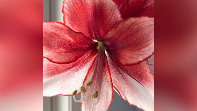 Amaryllis Temptation #amaryllis  #indoorplants