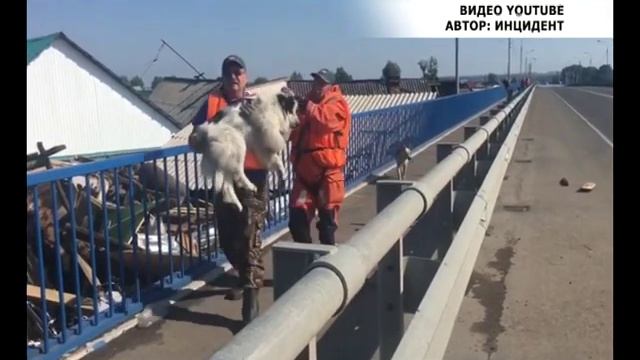 Саяногорцы могут помочь пострадавшим иркутянам с помощью почты России смотреть онлайн