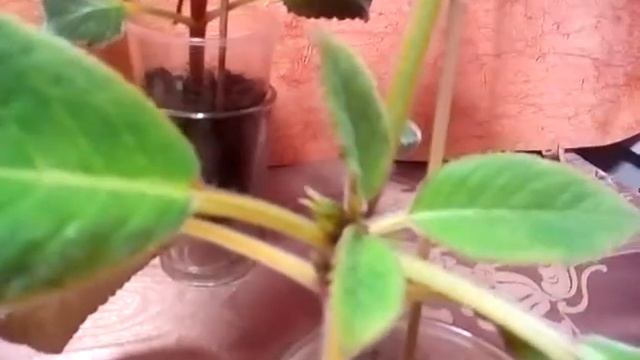 Глоксинии из семян - первое цветение смотреть онлайн