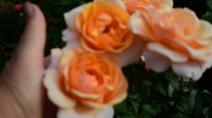 Чайно-гибридные розы. Топ 10 моего сада