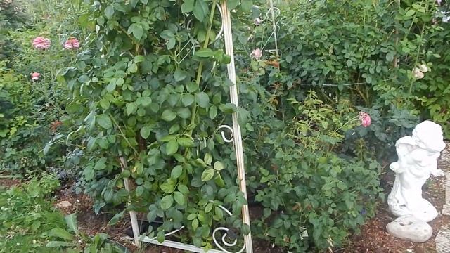 ПРЕДЛАГАЮ В САД ИЗДЕЛИЯ ХОЛОДНОЙ КОВКИ.АРКИ,ШПАЛЕРЫ,КРОНШТЕЙНЫ,ОПОРЫ И ПРОЧЕЕ смотреть онлайн