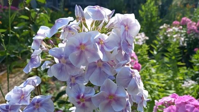 ФЛОКСЫ В САДУ . ОБЗОР СОРТОВ .