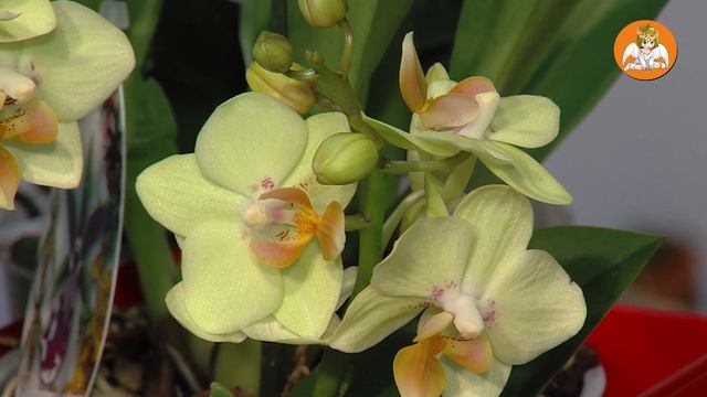 Обзор ОРХИДЕЙ с НАЗВАНИЯМИ. Выпуск 2 смотреть онлайн