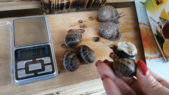 Сравнение улиток Helix Aspersa Muller и Maxima. Ферма улиток "Снэйлсэко" Беларусь, Брест. SnailsEco смотреть онлайн