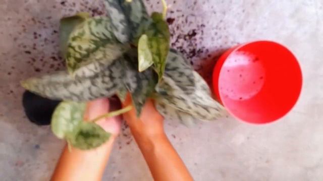 reporting my scindapsus plant or satin pothos....#garden #gardening #plant #plants #scindapsuspictu смотреть онлайн