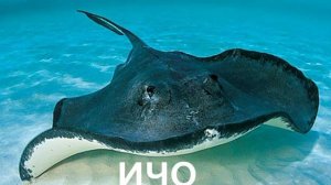 скат говорит ичо