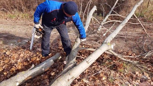 Можно ли спилить дерево без разрешения и кто должен платить за это смотреть онлайн
