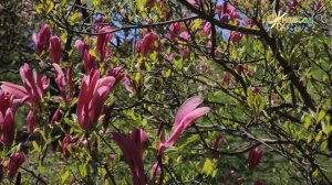 ? Магнолія гібридна Susan (Сюзан) ?