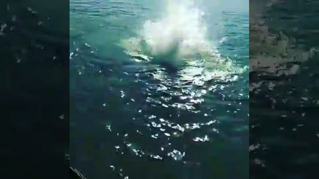 Гес 5 смотреть онлайн