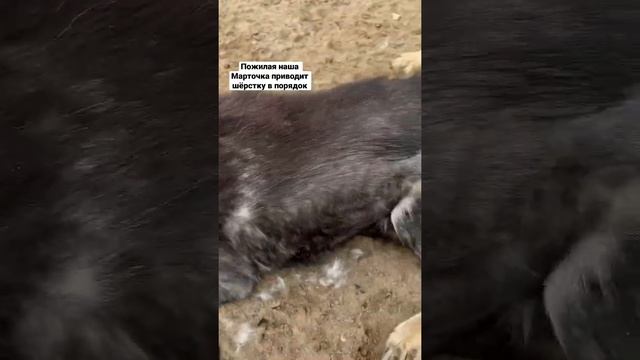 Марта, пожилая собака, не знавшая ничего, кроме приюта... смотреть онлайн