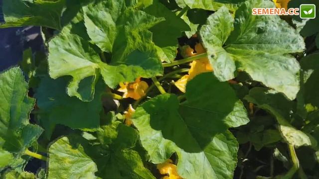 Сани Делайт F1 патісон (Seminis) Культура в полі смотреть онлайн