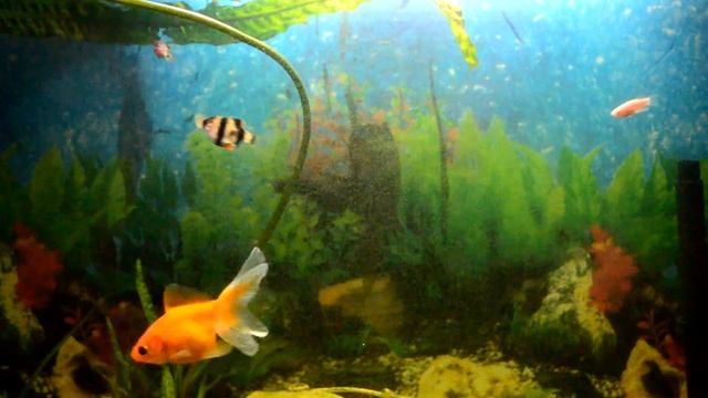 Рыбки для аквариума смотреть онлайн